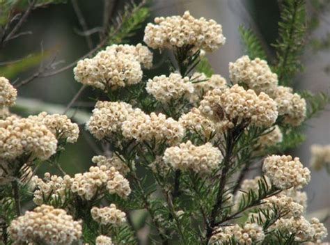 Ozothamnus Diosmifolius Sago Flower