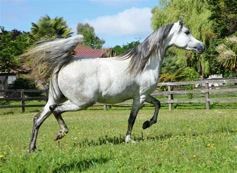 Tchaata Arabians