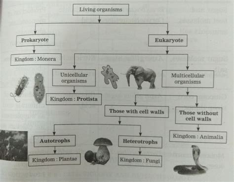 Five Kingdom Classification Flow Chart