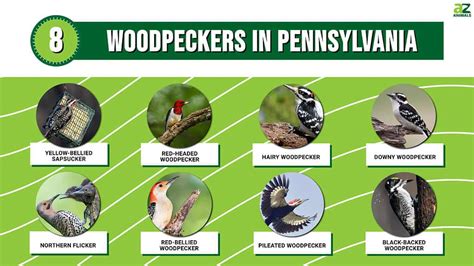 Woodpeckers In Pennsylvania Pictures Id Guide And Common Locations