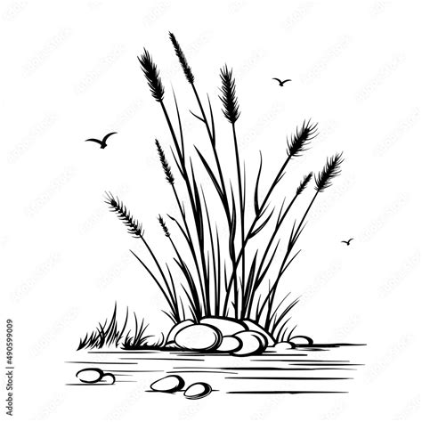 Prairie Grass Drawing