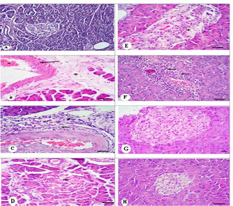 Representative Micrograph Of Rats Pancreas A Normal Control Rats