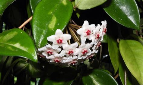 Hoya Carnosa Compacta Hoya Compacta Ou Hoya Tricolor Foto De Stock