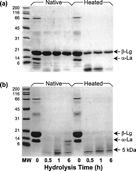 Degree Of Hydrolysis Dh Of Native N And Preheated H Whey Protein Download Scientific