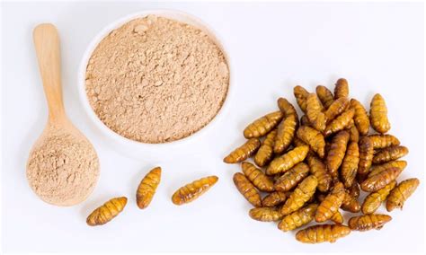 The role of insect protein in the sustainable food cycle