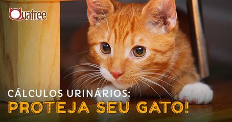 C Lculos Urin Rios Em Gatos Como Prevenir Quatree