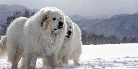 Cane Da Montagna Dei Pirenei Profilo E Caratteristiche ForMyPets