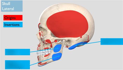 Skull Muscles O/I 2 Diagram | Quizlet