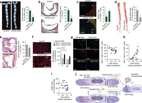 Microrna 126 5p Promotes Endothelial Proliferation And Limits