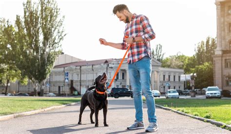 Insegnare Al Cane A Camminare Al Guinzaglio Senza Fermarsi Come Fare