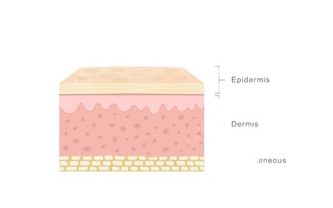 Human Skin Layers Schematic Human Vector Vector Schematic Human