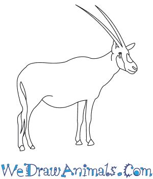 How to Draw an Arabian Oryx