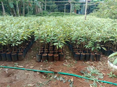 Pemeliharaan Pohon Durian Super Agar Tanaman Subur Durian Melimpah