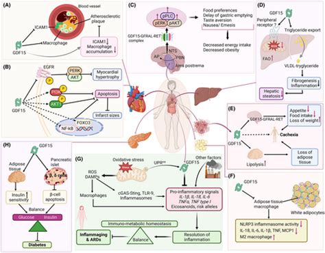 Overview Of Growth Differentiation Factor 15 In Metabolic Syndrome