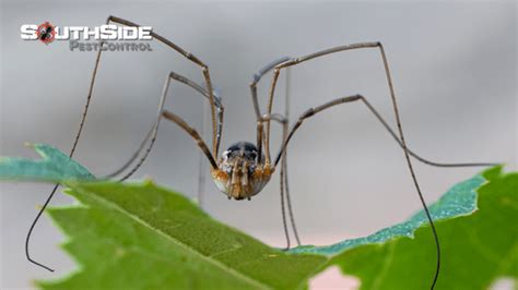 Brisbanes Common Spiders Pest Control Southside