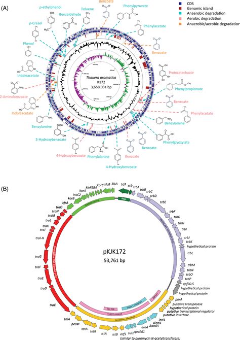 Incptype Plasmids Carrying Genes For Antibiotic Resistance Or For