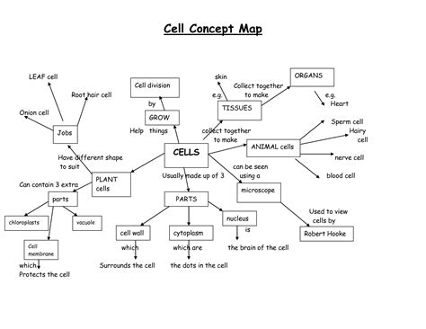 Blood Concept Map Answer Key Biology Corner Blood Flow Conce