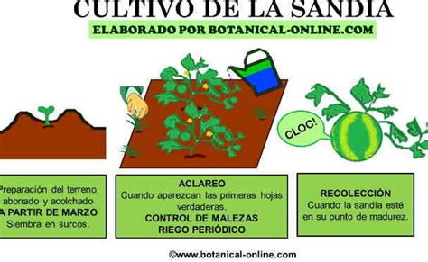 Consejos Esenciales Para Una Plantaci N Exitosa De Sand As En Tu Huerto