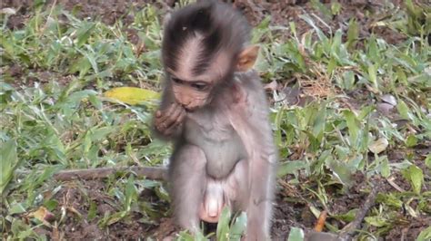 Bermain Lumpur Monyet Kecil Lucu Dan Menggemaskan Tuabangmonkey