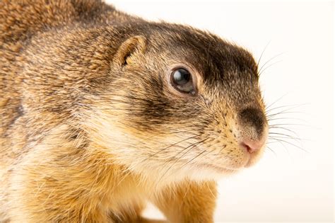 Five Year Old Gunnisons Prairie Dog Cynomys Gunnisoni Zuniensis