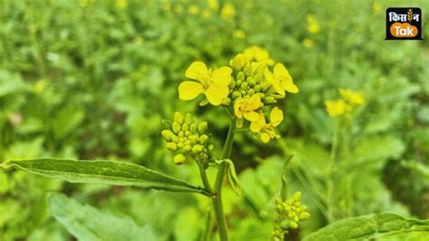 mustard crop advisory Crop Advisory सरस क फसल म सफद रतआ रग