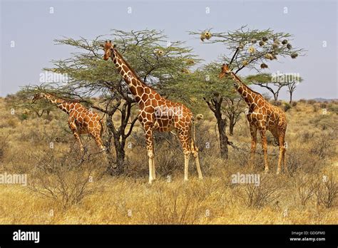 Reticulated Giraffe Giraffa Camelopardalis Reticulata Group Eating Acacias Leaves Samburu