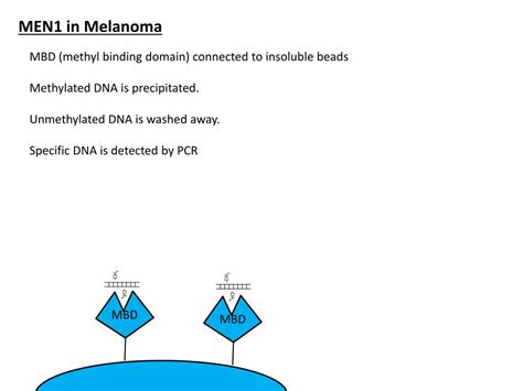 Ppt Multiple Endocrine Neoplasia Type 1 Men1 Syndrome Powerpoint