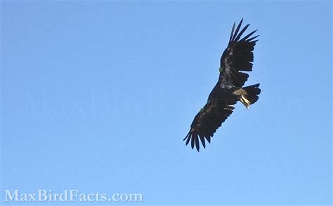 Vulture Lifespan – What is a Vulture? – Welcome to MaxBirdFacts.com!!!