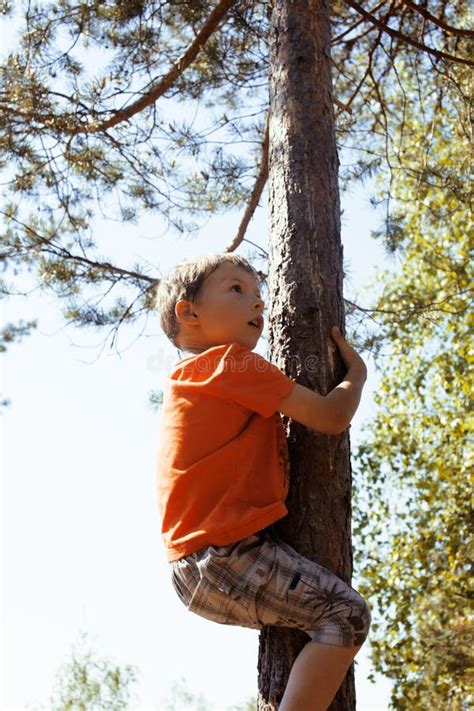 Muchacho Lindo Del Niño Que Disfruta De Subir En árbol Imagen De