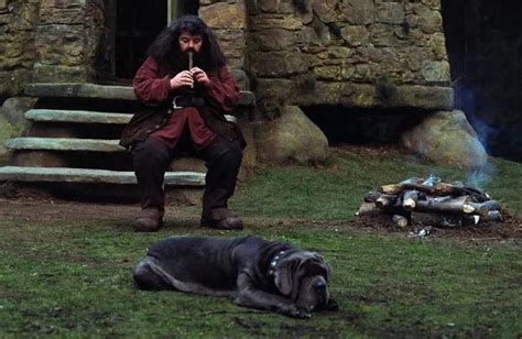 Os Pets De Hagrid Relembre Os Bichos Do Bruxo Em Harry Potter