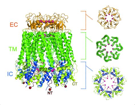 Heptameric Structure Of The Pannexin 1 Channel Side View Left Of The