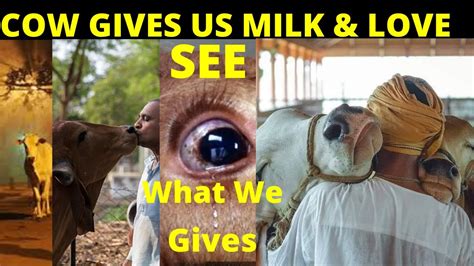 Cow Gives Us Milk And Love What We Gives To The Cow Cow Love Human Must