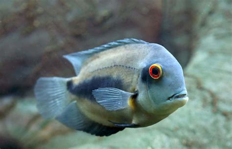 Venustus Cichlid Care Guide Nimbochromis Venustus Fish Laboratory