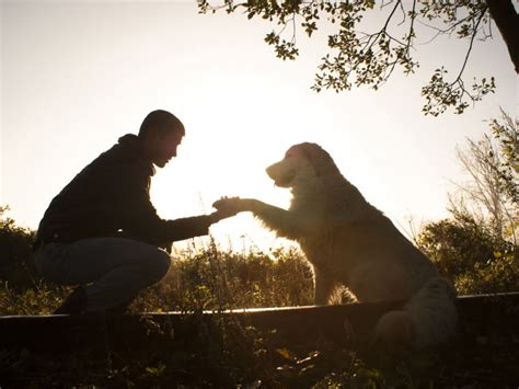 Hombre Arriesga Su Vida Para Salvar A Su Perro De Morir Ahogado En Una