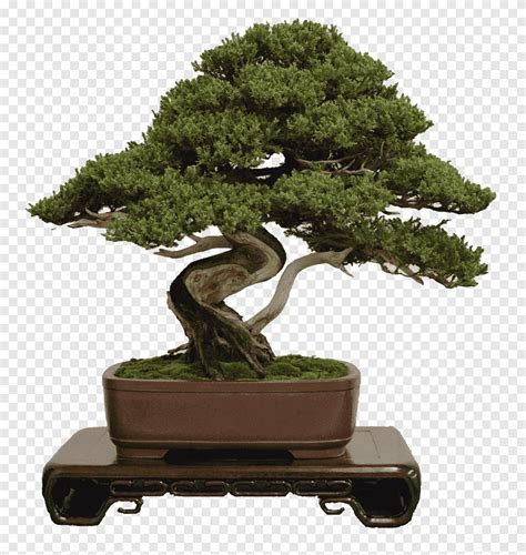 Green Leafed Tree In Brown Pot National Bonsai Foundation Houseplant