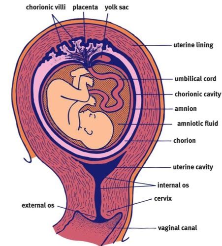 MCAT Biology Chapter 3 Embryogenesis And Development Flashcards Quizlet