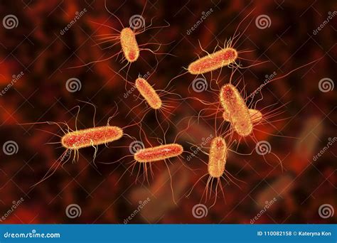 Escherichia Coli Bacterium Stock Illustration Illustration Of