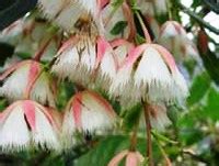 Elaeocarpus Grandis Wholesale Nursery Nurseries In Melbourne