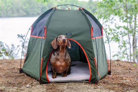 Gu A Para Ir De Camping Con Perros Sin Volverte Loco