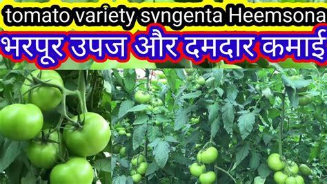 tamatar ki kheti kaise karen टमटर क बसट वरयट सजट हमसन