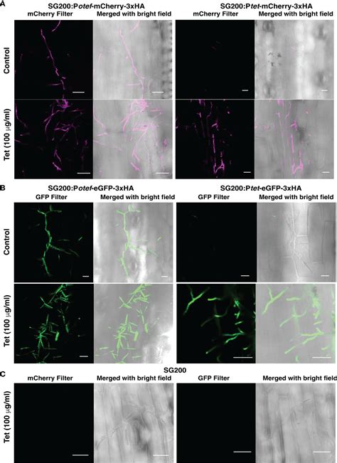 Frontiers Tetracycline Controlled Teton Gene Expression System For