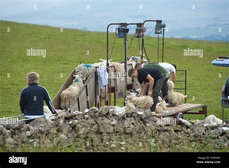 Shearing Sheep Using Mobile Shearing Unit Dufton Cumbria England