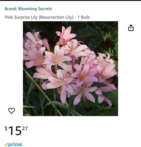 Lg Bulbs Pink Spider Lily Surprise Lily Naked Lady Lily