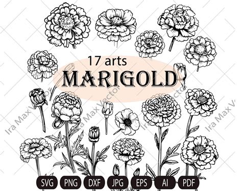 Marigold Svg Bundle Marigold Flower Svg Marigold Dxf Marigold Png