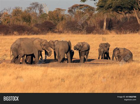 Herd African Bush Image & Photo (Free Trial) | Bigstock