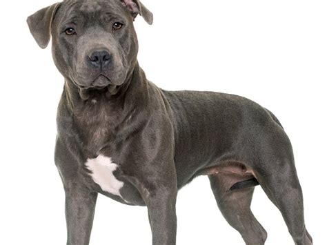 Staffordshire Bull Terrier Breed Information Guide Spot®