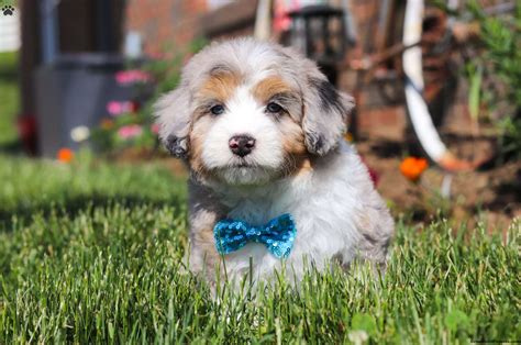 Aussiedoodle Puppies: Australian Shepherd and Poodle Mix!