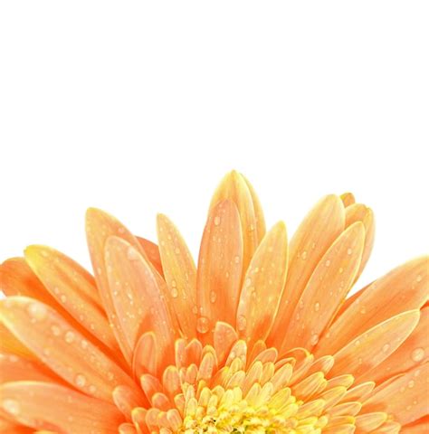 Premium Photo Orange Flower With Water Drops Isolated On White