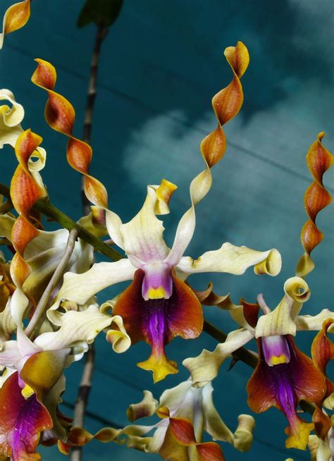 Pin On Exotic Orchids Of Png