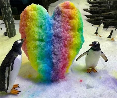 Notícias Casal gay de pinguins cuida e choca ovo abandonado Portal do Zacarias A verdade
